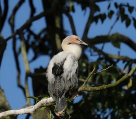 Downy Young Anhinga 