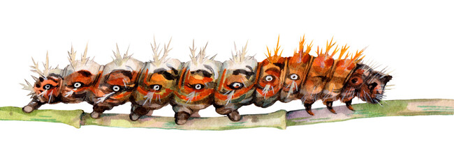 Watercolor the comma butterfly and caterpillar. Polygonia c-album isolated on white background. Hand drawn painting insect illustration.