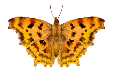 Watercolor the comma butterfly and caterpillar. Polygonia c-album isolated on white background. Hand drawn painting insect illustration.