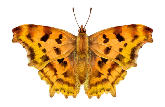 Watercolor the comma butterfly and caterpillar. Polygonia c-album isolated on white background. Hand drawn painting insect illustration.