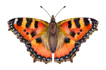 Fototapeta na wymiar Watercolor Small tortoiseshell butterfly. Aglais urticae isolated on white background. Hand drawn painting insect illustration.