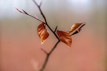 one branch with brown autumn leaves in the forest