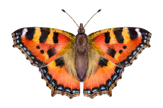 Watercolor Small tortoiseshell butterfly. Aglais urticae isolated on white background. Hand drawn painting insect illustration.
