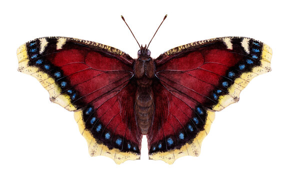 Watercolor mourning cloak or Camberwell beauty butterfly. Nymphalis antiopa isolated on white background. Hand drawn painting insect illustration.