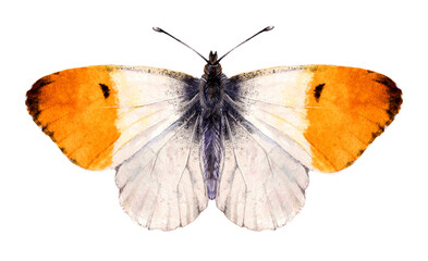 Watercolor the orange tip butterfly. Anthocharis cardamines isolated on white background. Hand drawn painting insect illustration.