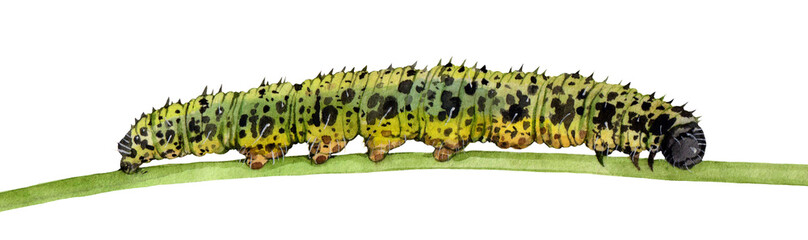 Watercolor the large white or cabbage butterfly caterpillar. Pieris brassicae isolated on white background. Hand drawn painting insect illustration.
