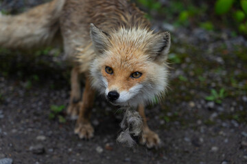 Naklejka premium red fox vulpes