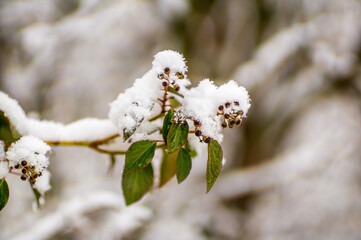 one branch with green ivy leaves in the winter forest