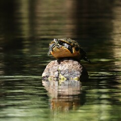 Cooter Turtle Basking atop a Rock in the Silver River Florida