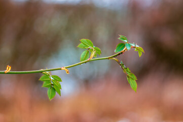 one branch with green leaves in the forest
