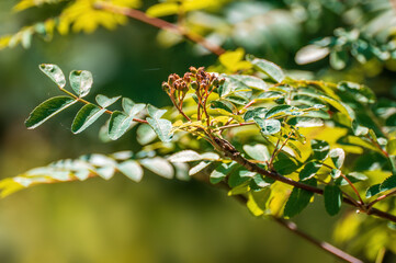 one branch with green leaves in the forest