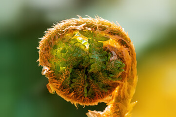 one branch with green fern leaves in the forest