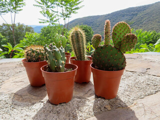 Cactus sur une table en pierre, Occitanie