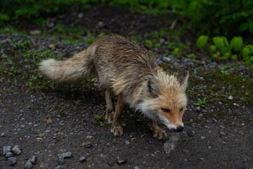red fox vulpes