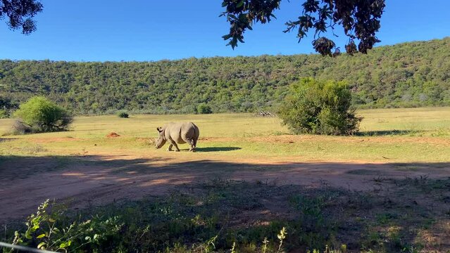 Wild white rhino roaming through grassland inside National Park