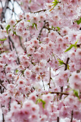 Beautiful pink Shidarezakura(Weeping Cherry blossoms) on the Nicchu Line,Kitakata,Fukushima,Tohoku,Japan