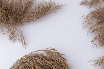 Dry pampas grass, reeds on a white background. Minimalistic concept. Flat layout, top view, place...