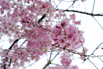 Beautiful pink Shidarezakura(Weeping Cherry blossoms) on the Nicchu Line,Kitakata,Fukushima,Tohoku,Japan
