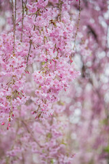 Beautiful pink Shidarezakura(Weeping Cherry blossoms) on the Nicchu Line,Kitakata,Fukushima,Tohoku,Japan