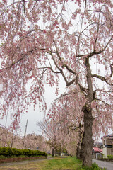 Beautiful pink Shidarezakura(Weeping Cherry blossoms) on the Nicchu Line,Kitakata,Fukushima,Tohoku,Japan