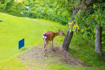 ゴルフ場に生息する野生の小鹿・食事中のニホンジカ（千葉県富津市）