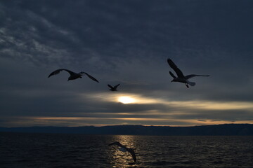 Fototapeta na wymiar seagulls at sunset on Lake Baikal