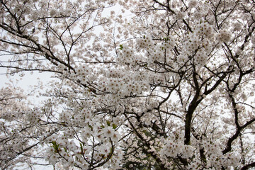 Fully bloomed cherry blossoms at Samurai District of Kakunodate,Akita,Tohoku,Japan in spring.