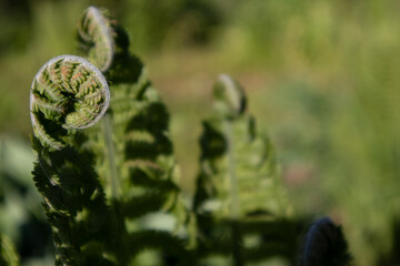 Common polypody polypodium vulgare. Dark green fern fronds. Botanical foliage texture background. Fresh green fern leaves