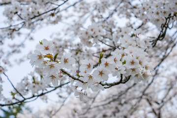 Fully bloomed cherry blossoms at Samurai District of Kakunodate,Akita,Tohoku,Japan in spring.