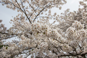 Fully bloomed cherry blossoms at Samurai District of Kakunodate,Akita,Tohoku,Japan in spring.