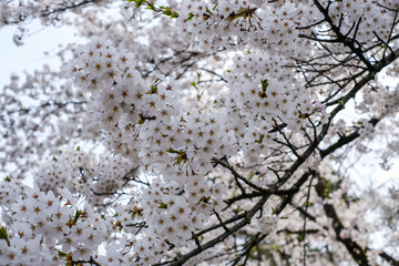 Obraz premium Fully bloomed cherry blossoms at Samurai District of Kakunodate,Akita,Tohoku,Japan in spring.