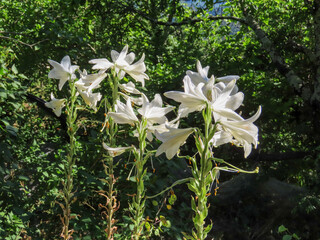Fleurs blanches dans les Cévennes, Occitanie