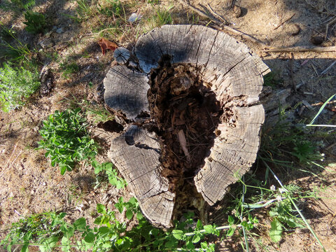 Tronc d'arbre creux dans les C&eacute;vennes, Occitanie