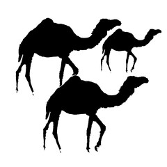 eid ul adha arabic camel black and white silhouette vector ilustration