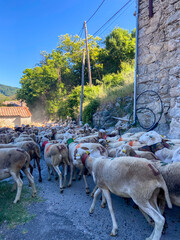 Moutons en transhumance dans un village des Cévennes, Occitanie