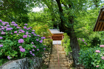 紫陽花の花が美しい6月の桂木観音　埼玉県毛呂山町