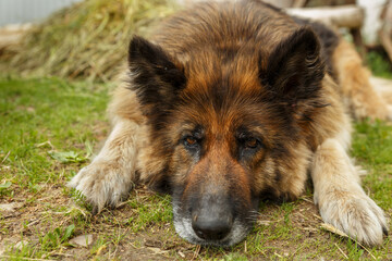 german shepherd dog. Sad dog lies on the ground and looks sadly at the camera. Close-up.