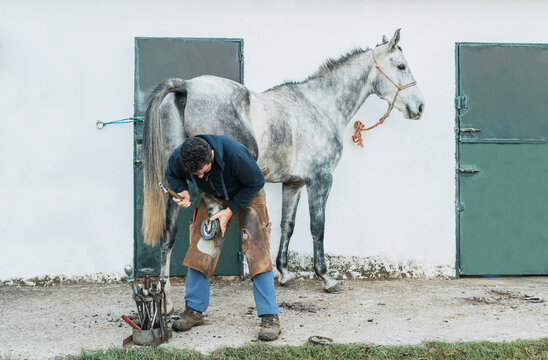 Farrier fixing horseshoe on hoof from horse