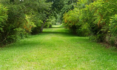 Garden Background Very Cool