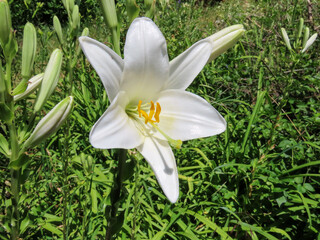 Fleur blanche dans les Cévennes, Occitanie