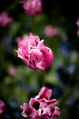Pink Flower Close-Up