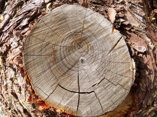Tronc d'arbre dans les Cévennes, Occitanie