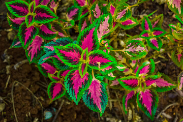 Red and green leaves of the coleus plant. Plectranthus scutellarioides scientific name.