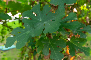 Leaves of a tree or bush. Ideal for the background.