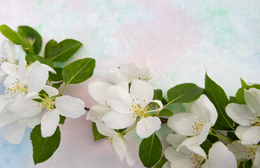 Fototapeta premium White apple blossoms on a light background with a place for your text. Spring season, spring colors. Wallpaper, background.