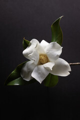 Fiore di magnolia reciso. Still life dei petali dalle delicate tonalità bianco e avorio su fondo grigio