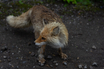 red fox vulpes