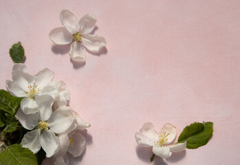 Fototapeta na wymiar White apple blossoms on a light background with a place for your text. Spring season, spring colors. Wallpaper, background.