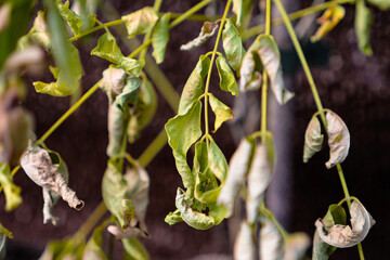 Plant suffering from drought during the heat wave/Plante souffrant de sécheresse durant la canicule