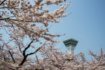 Hakodate,Hokkaido,Japan on April 29,2018:Springtime at Goryokaku Tower,with fully-bloomed cherry blossoms in the foreground.